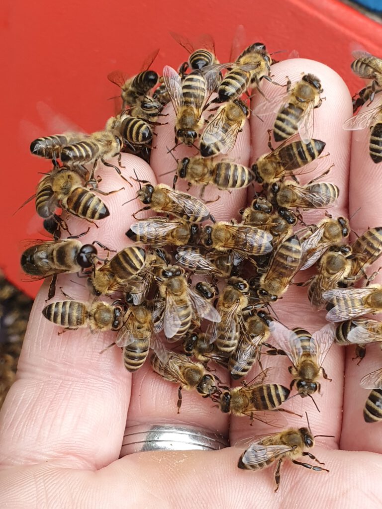 Bienen auf Hand